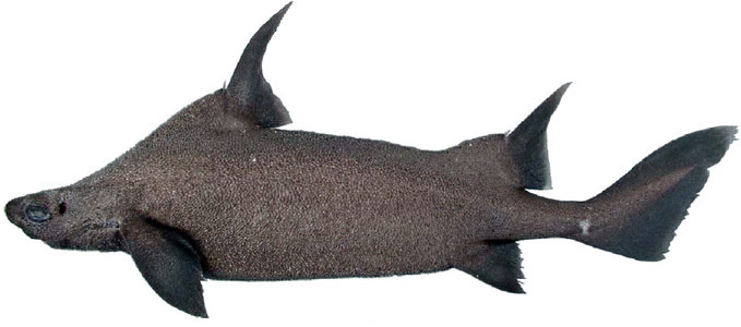 Oxynotus paradoxus_06.jpg